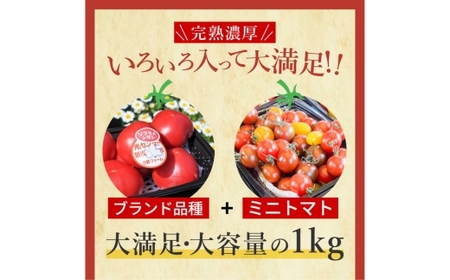 完熟トマト食べ比べセット1kg 約3種類のトマト 美味しさ選別 ｜とまと トマト 減農薬 野菜 やさい 人気 新鮮 産地直送 直売 フルーツトマト 甘い 高糖度 完熟 リコピン ビタミン ダイエット 