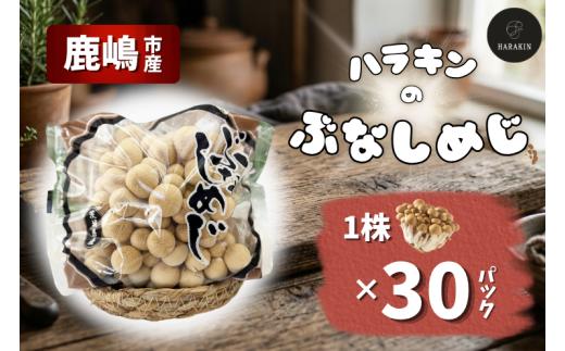 ぶなしめじ 1株×30パック しめじ 国産 純国産 健康 きのこ 茸 安心 安全 低カロリー 国産 食物繊維 農薬不使用 まろやか ビタミンB ご家庭用 こだわり パスタ 炊き込みご飯 鍋 炒め物 味噌汁 おかず マッシュルーム mushroom kinoko 茨城県産 鹿嶋市産 ふるさと納税 茨城県 鹿嶋市