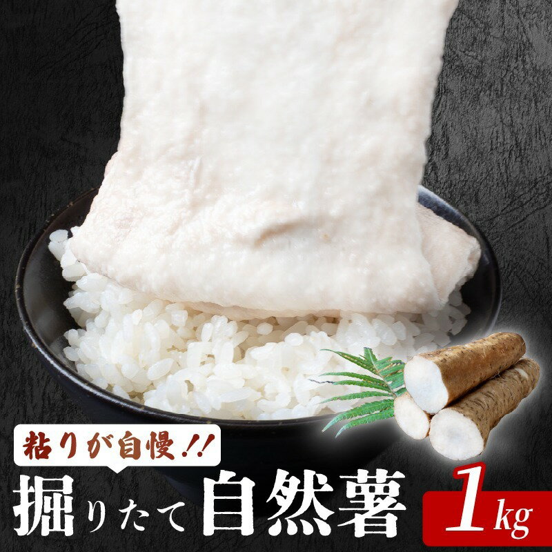 【ふるさと納税】 安田町産 粘りが自慢 掘りたて自然薯1kg 自然薯 1kg 国産 じねんじょ 山芋 専用箱入り 山いも やまいも 野菜 健康 とろろ 芋 簡単 常温配送 夏バテ スタミナ 栄養 おかず 米 ご飯のおとも つけ汁 そば うどん 高知 安田町 JN-04
