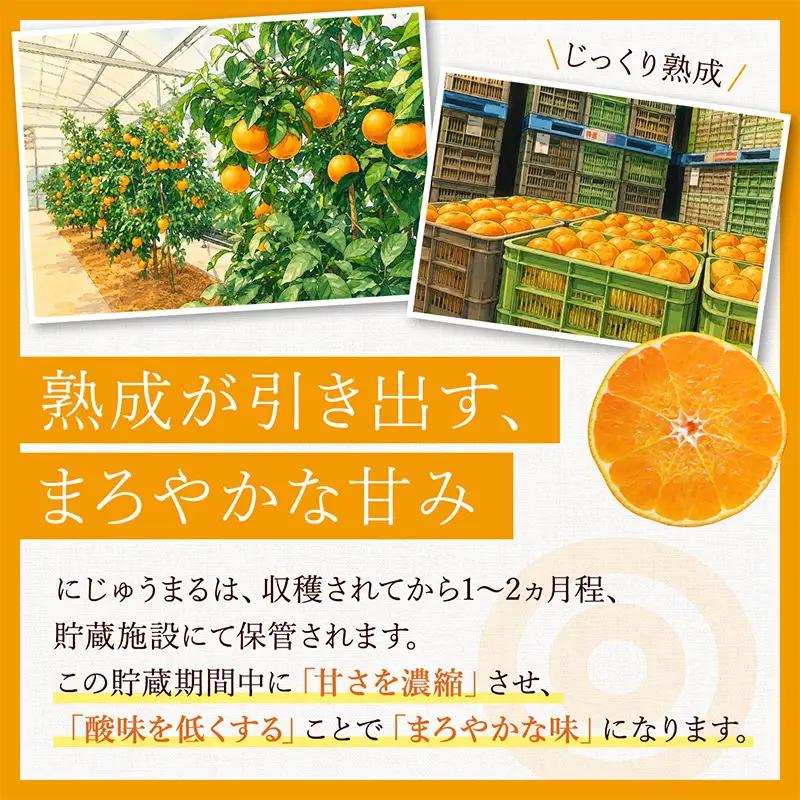 『先行予約』【令和9年3月上旬より順次発送】◎にじゅうまる◎ 5kg 佐賀県産【高級柑橘みかん】