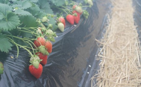 【東吾妻町産】いちご やよいひめ 約250g×2パック 果物 ストロベリー フルーツ デザート 甘味が強い 酸味まろやか 国産 直送 産地直送 おやつ 口当たりが良い 