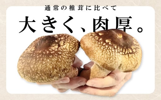 通常の椎茸に比べて大きく、肉厚。