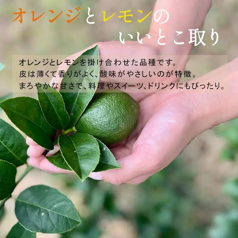 『先行予約』【令和8年11月より順次発送】皮ごと食べる マイヤーレモン 1.5kg