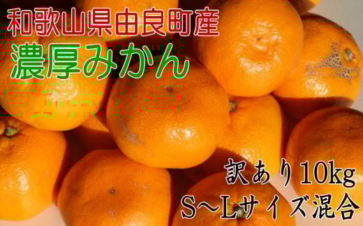 【訳あり・ご家庭用】和歌山由良町産のみかん約10kg（サイズ混合）　※2025年11月下旬～12月下旬頃に発送予定（お届け日指定不可）【tec981】