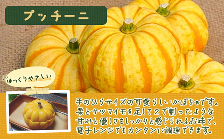 ミニかぼちゃのセット（4種） 約10kg バターナッツ プッチーニ 赤い坊ちゃん 坊ちゃん北海道 豊浦町産