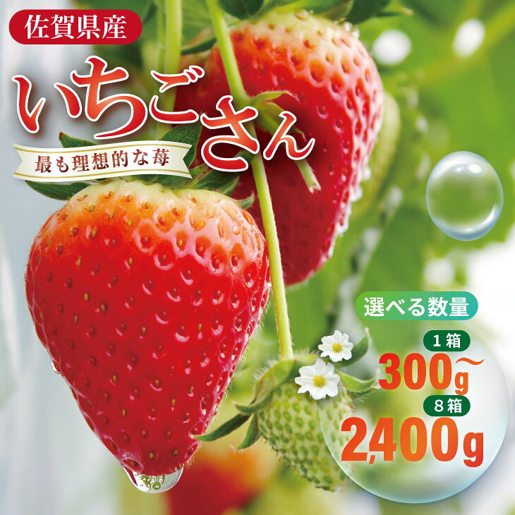 【ふるさと納税】【先行予約】令和9年2月上旬頃出荷開始予定 いちごさん （300g・600g・900g・1200g・1800g・2400g） ふるかわ農園 農家 直送品 果物 くだもの フルーツ 人気 ランキング 高評価 選べる 苺 イチゴ 佐賀 送料無料 1パック 300g【A075-017】