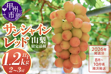 クール配送 山梨県限定品種 サンシャインレッド 合計1.2kg以上【2026年発送】（MS）D-127 ぶどう フルーツ