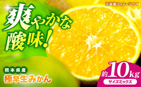 【先行予約】 極早生みかん 2S-2L 約10kg みかん 蜜柑 柑橘 フルーツ 果物 【日本フルーツ株式会社】[ZFJ055]