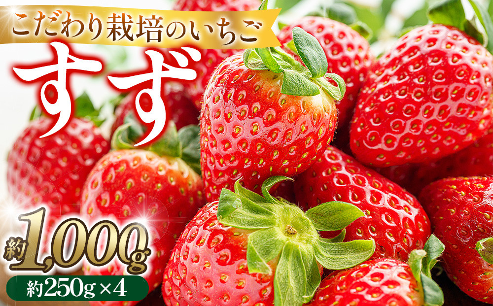 こだわり栽培 いちご すず 約1kg（約250g×4パック）【2026年1月末～2026年4月末までお届け】 232238_DS001