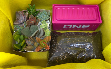 多肉植物 じぶんで植える 多肉 寄せ植えキットF 色柄おまかせ スチール製 コンテナ型 プランターインテリア 植物 寄せ植え ガーデニング 福岡 小郡市