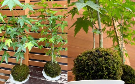 144-1233x3 苔玉 (もみじ) 2個 セット コケ 苔 【2026年3月下旬から11月上旬迄順次発送予定】