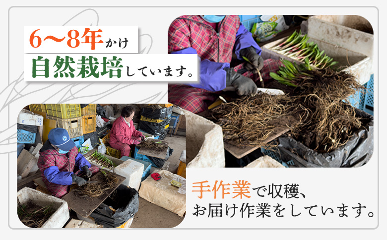 【ハーブとして最適】行者にんにく3袋（葉部・茎部）グリーン行者×2袋 ホワイト行者×1袋 | オンライン 申請 ふるさと納税 北海道 中標津 ハーブ 香草 行者ニンニク にんにくの芽 長期保存 山菜 