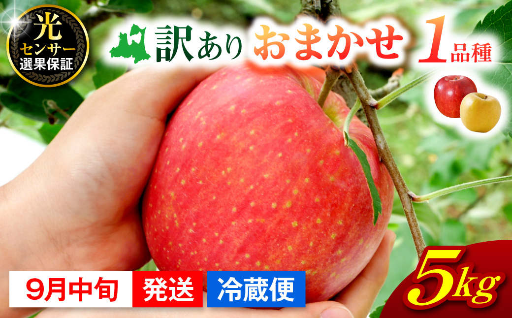 【2026年9月中旬発送】  【訳あり】 旬の美味しい りんご 約5kg 青森 産 【おまかせ1品種】