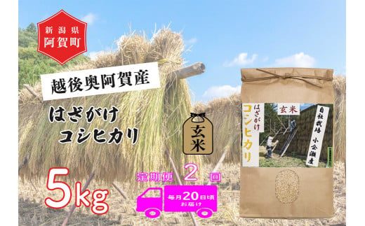 《令和6年産米》【定期便】2回　越後奥阿賀産はざがけ（天日干し）コシヒカリ　玄米5kg（1袋）