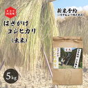 【ふるさと納税】 《新米予約》 玄米 5kg 新潟県産 コシヒカリ はざ掛け 天日干し 令和6年産 越後奥阿賀産 | 小会瀬 はざがけ こしひかり 一等米 送料無料 お取り寄せ お米 ※2024年10月中旬頃より順次発送