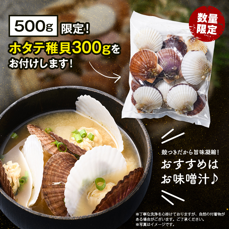 【訳あり】北海道産刺身用冷凍不選別フレークホタテ貝柱500g＋ 噴火湾産ホタテ稚貝300gセット ＜海鮮問屋　株式会社　瑞宝＞ 森町 ほたて 帆立 ホタテ 海産物 魚貝類 おつまみ 海鮮丼 魚介類 貝