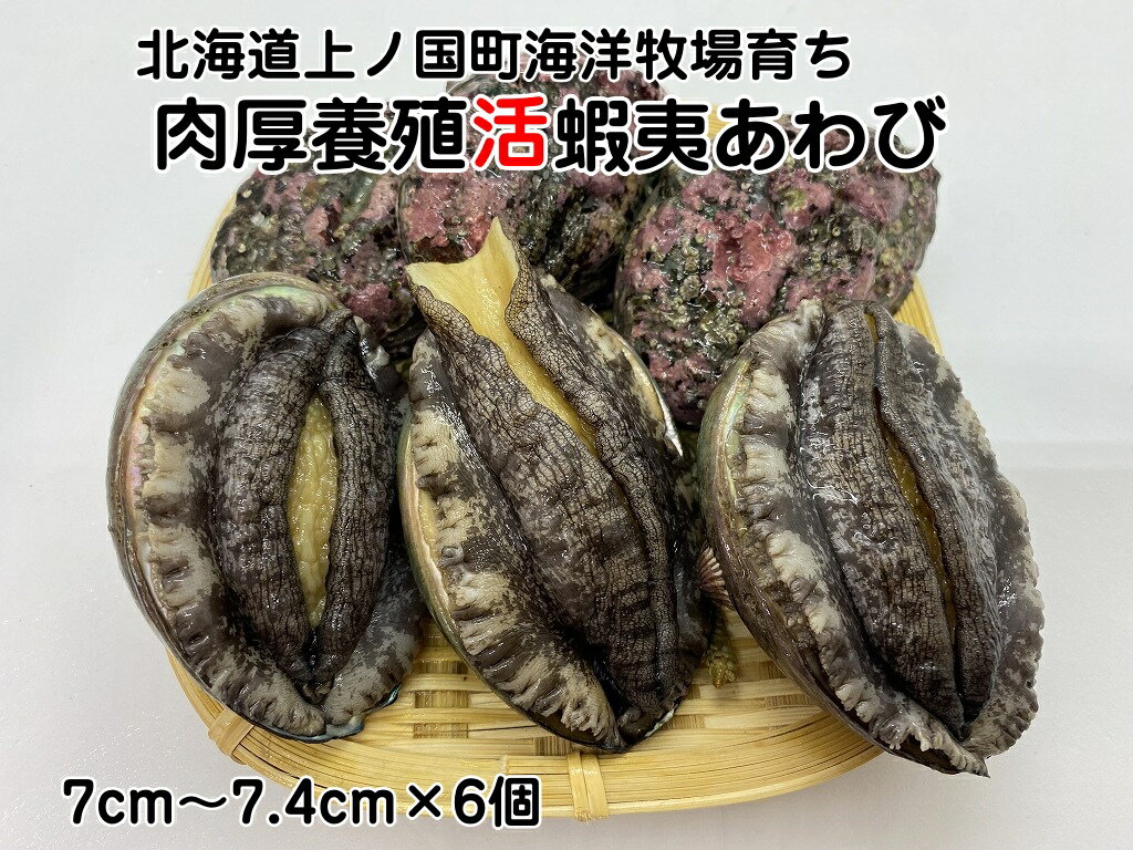 【ふるさと納税】海洋牧場育ち養殖活蝦夷あわび（7cm～7.4cm×6個）　活アワビ　鮑　海鮮　産地直送　魚介類　海の幸　おせち　エゾアワビ　冷蔵　アワビ　BBQ　バーベキュー　蝦夷鮑