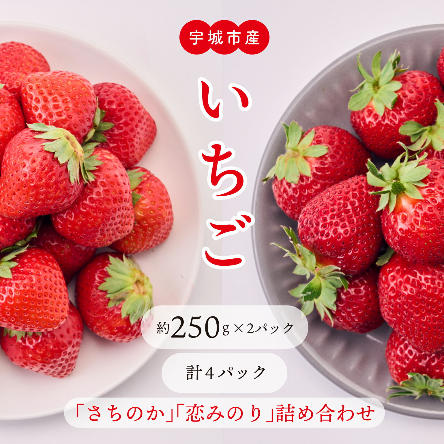 【ふるさと納税】 先行予約 いちご 「さちのか」「恋みのり」詰め合わせ 約1,000g 合計 4パック (各2パック) 【2026年1月上旬〜4月発送予定】わたなべいちご園 苺 九州産 熊本産 宇城市産 食べ比べ 冷蔵