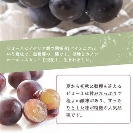 紀州和歌山産ピオーネ　約2kg【日高町】【配送不可地域：離島・北海道・沖縄県】【1217236】