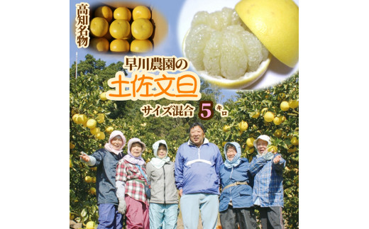 【令和９年２月中旬】早川農園の土佐文旦（５kg）文旦 柑橘 フルーツ みかん ミカン 果物 果実 5キロ ザボン ぶんたん ブンタン おやつ デザート 甘い 美味しい ギフト 土佐 名物 国産【R00345】