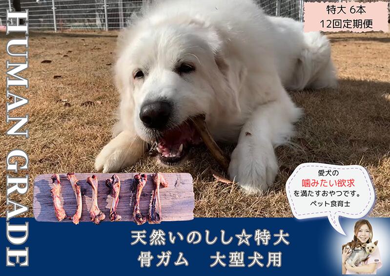 【ふるさと納税】大型犬向け☆天然いのしし骨ガム6本【定期便】全12回（FB183）