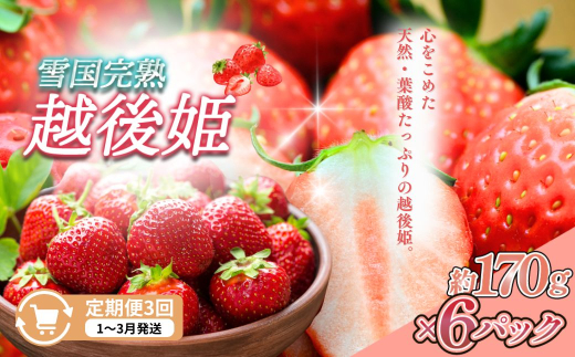 先行予約  定期便 3回【1～3月発送】雪国完熟いちご越後姫 170g×6全3回 定期配送 越後姫 いちご 定期便 完熟 苺 新潟 苺の花ことば