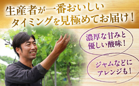 【先行予約】【9月上旬から9月下旬に順次発送】 ぶどう ベリーA 2kg（4から6房）赤秀 ぶどう 葡萄 フルーツ 果物 くだもの ぶどう 三次市/芝床農園[APCK005]