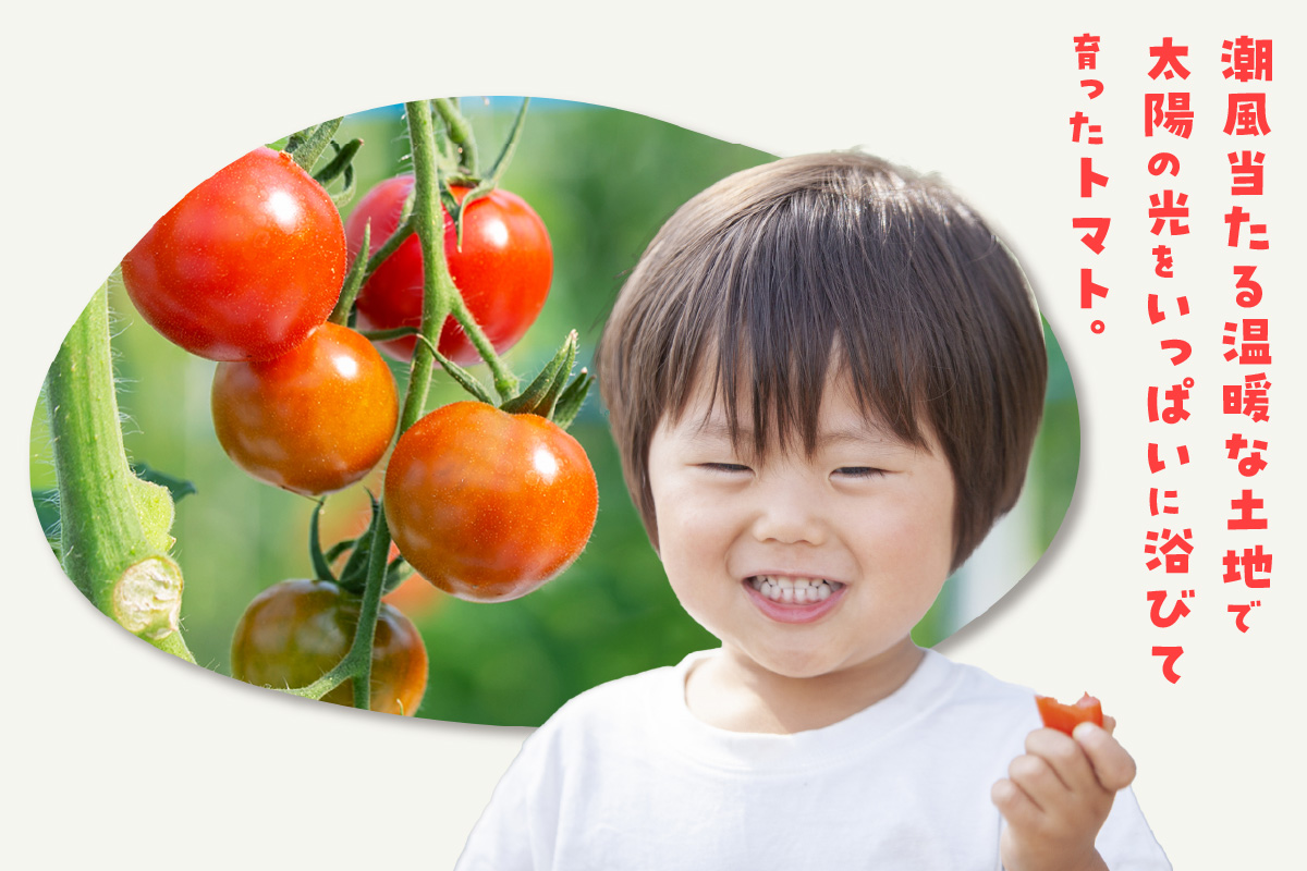 【先行予約】【5月中旬以降発送】フルーツトマト　フラガール2.8kg（へたなし）│よこた農園　フラガール プチトマト 野菜 トマト 新鮮野菜 太陽の恵み トマト料理 愛知県産 フルーツとまと 甘いトマ