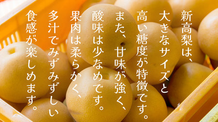 新高 約5kg（茨城県共通返礼品：かすみがうら市） 【2025年9月中旬発送開始】 梨 数量限定 なし ナシ フルーツ 果物 旬 産地直送 [FF005sa]