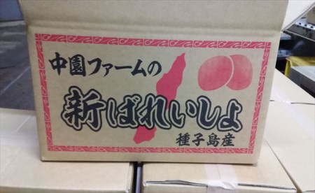2026年 収穫  種子島 中園ファーム 新じゃがいも Sサイズ 10kg　NFN397【350pt】