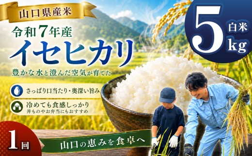 令和7年産 山口県産米 イセヒカリ 5kg ｜ 令和7年産 イセヒカリ 山口県産米 こめ お米 コメ 白米 山口県 平生町