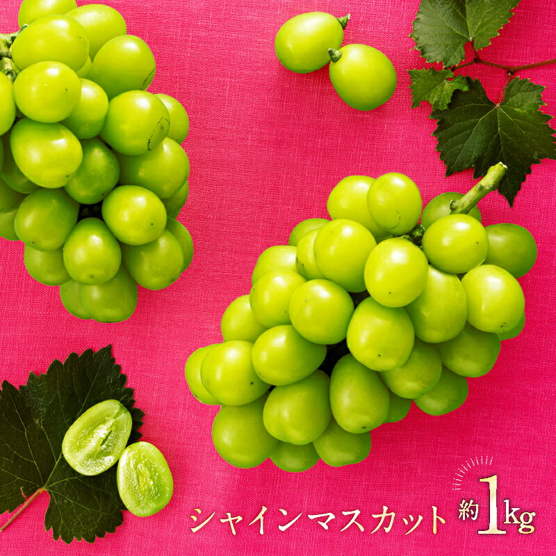 【ふるさと納税】【数量限定】九州・福岡フルーツ王国より直送.シャインマスカット約1kg／2025年9月配送.AC126