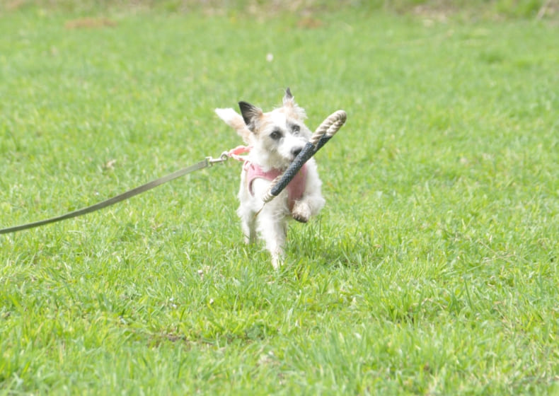 奈良県曽爾村ツーセブンのドッグラン貸切利用券 (20頭まで) /// ドッグラン チケット 貸切 貸し切り