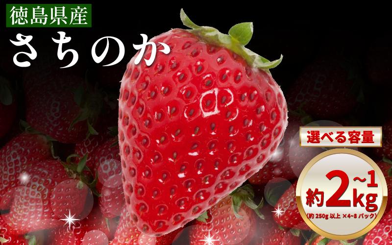 
                  いちご 1㎏ ～ 2㎏ 選べる 容量 さちのか 苺 イチゴ ストロベリー 数量限定 徳島県産 strawberry ichigo itigo 1月下旬より順次出荷 徳島県 
                