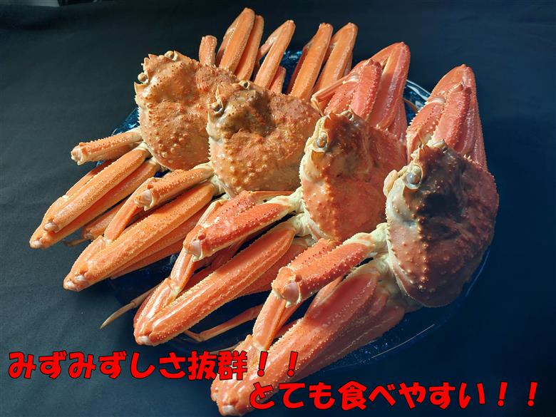 【先行予約】鳥取県岩美町特産 若松葉ガニ姿茹で 4枚セット ※お届けは2027年2月上旬～【22044】
