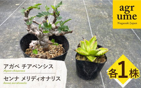 センナ メリディオナリス ＆ アガベ チアペンシス　各１株 長与町/アグリューム[EAI307]