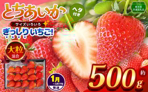 【先行予約】【栃木県共通返礼品】【1~3月発送分】ぎっしり とちあいか 大粒（サイズ不揃い） 約500g | いちご とちあいか ぎっしり サイズ 不揃い 大粒 新鮮 甘い  数量 限定 美味しい 果物 共通返礼品 フルーツ デザート 栃木県 那珂川町 送料無料
