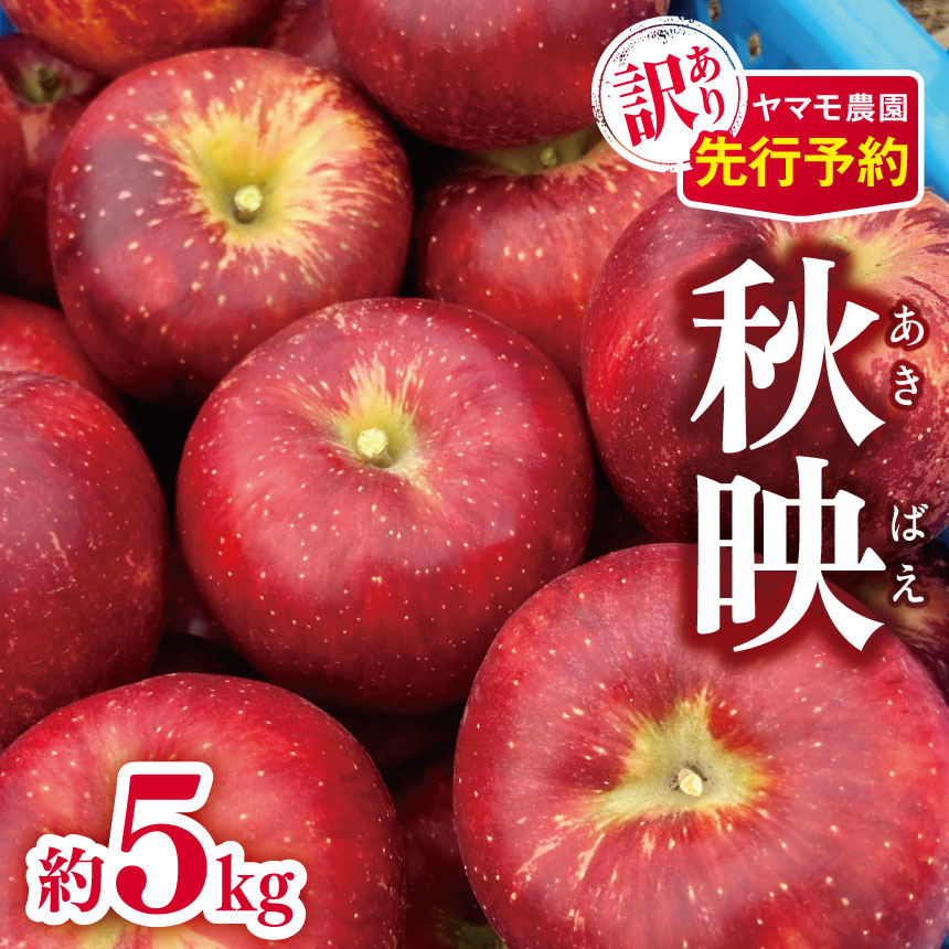 【ふるさと納税】*訳あり 秋映 （あきばえ） 約5kg 【2025年先行予約】 | ヤマモ農園 果物 フルーツ ヤマモ農園 りんご リンゴ 林檎 秋映 長野県 松川村 信州