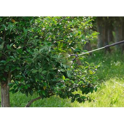 ふるさと納税 大河原町 電池式噴霧器 ツインノズル ダークグレー 4L アイリスオーヤマ[53752930] |  | 03