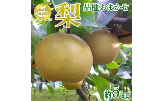 茨城県産 梨【品種おまかせ】約5kg【茨城県共通返礼品　かすみがうら市産】※2024年9月上旬～12月下旬頃に順次発送予定 ※離島への配送不可