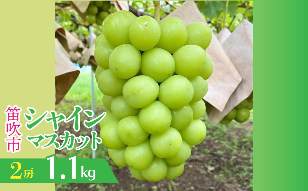 
                  【2026年発送★先行予約】山梨県笛吹市産　シャインマスカット 2房 約1.1kg 230-010
                