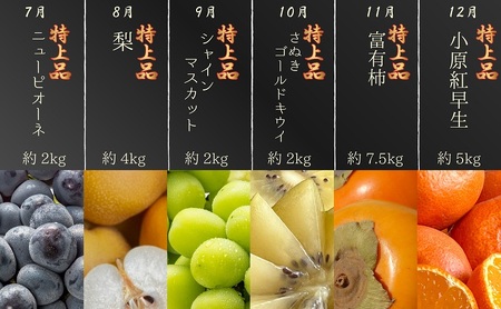 フルーツ定期便 プレミアム等級 苺 葡萄 桃 梨 柿 フルーツ定期便【12ヶ月連続】