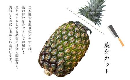 パイナップル ゴールドバレル TARUGO 約10kg（6～10玉） 家庭用