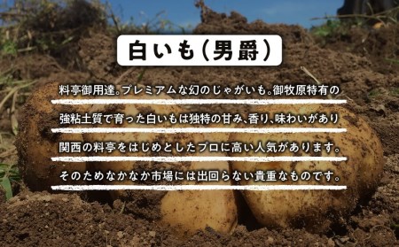 料亭御用達！東御市産白いも10kg｜じゃがいも【数量限定】｜御牧八重原農園 ※2026年8月下旬～10月下旬に順次発送予定※着日指定不可