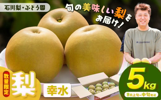 【先行予約・数量限定】梨 約5kg 幸水 石川梨・ぶどう園《8月上旬-8月中旬頃出荷》茨城県 結城市 梨 ナシ なし 果物 フルーツ 幸水 こうすい【配送不可地域あり】（離島）