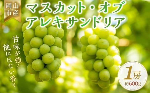 ＜2025年8月上旬～8月下旬発送＞岡山市産 マスカット・オブ・アレキサンドリア 1房 約600g ぶどう 葡萄