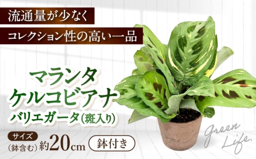 観葉植物 マランタケルコビアナバリエガータ / マランタ 室内植物 鉢付き 植物 インテリア おしゃれ プレゼント ギフト / 大村市 / エコグリーンヒガシ [ACAL011]