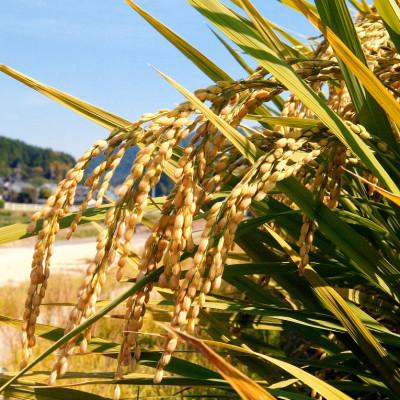ふるさと納税 倉敷市 【7年産】【無洗米】岡山県産こしひかり10kg(5kg×2袋) |  | 01