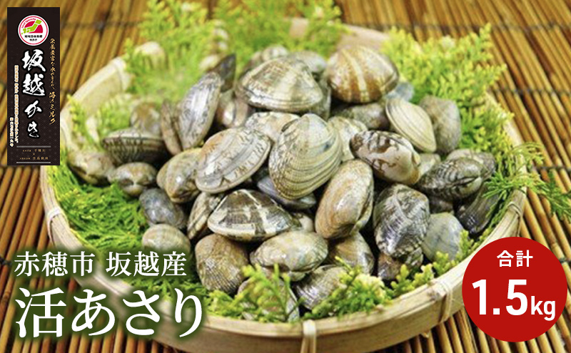 【2026年3月上旬より出荷開始】兵庫県 赤穂市 坂越産 活あさり 1.5kg アサリ 浅利 