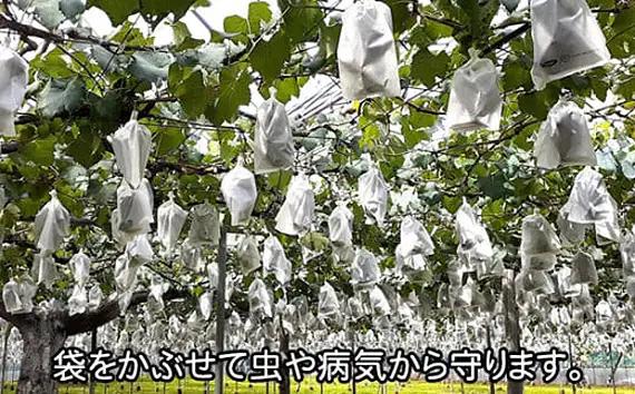岩井の巨峰（令和8年産）約2.5kg ／ 葡萄 ブドウ ぶどう 果物 くだもの フルーツ 新鮮 自然 甘い 酸味 バランス 大きい 高品質 果実 茨城県 特産品 No.908